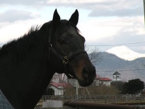 競走馬のふるさと案内所馬産地コラムローマンエンパイアを訪ねて　～　浦河　中島牧場