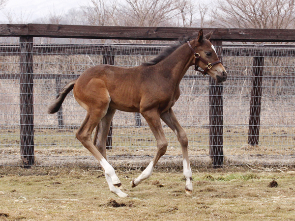 桜花賞馬キストゥヘヴンの初仔が誕生 | 馬産地ニュース | 競走馬の