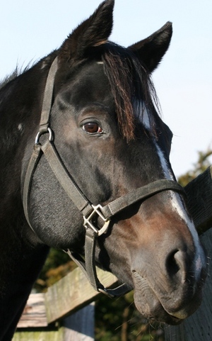 フジノマッケンオーを訪ねて～本桐牧場 | 馬産地コラム | 競走馬のふるさと案内所