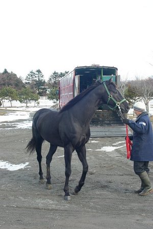 ナイキアディライトが優駿ssに種牡馬入り 馬産地ニュース 競走馬のふるさと案内所