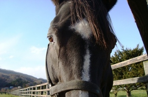 フジノマッケンオーを訪ねて～本桐牧場 | 馬産地コラム | 競走馬のふるさと案内所