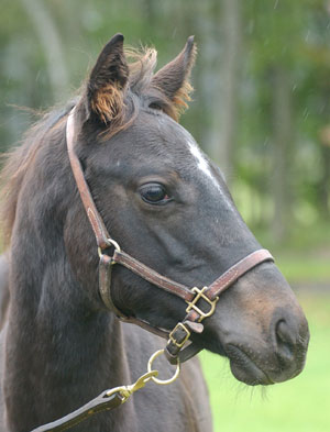 キョウエイマーチ2003 | 馬産地コラム | 競走馬のふるさと案内所