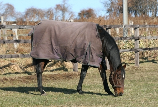 アメリカンボスを訪ねて 太平洋ナショナルスタッド 馬産地コラム 競走馬のふるさと案内所