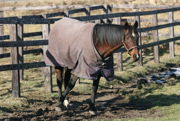 アメリカンボスを訪ねて 太平洋ナショナルスタッド 馬産地コラム 競走馬のふるさと案内所