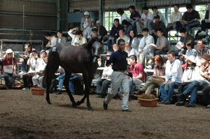 ラフィアンｔｃの募集馬展示ツアー開催される 馬産地ニュース 競走馬のふるさと案内所