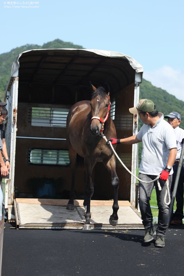 北海道静内農業高等学校生産馬がサマーセールで売却 | 馬産地ニュース