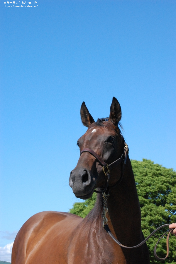 競馬 勝負服 ヒダカ・ブリーダーズ・ユニオン - その他