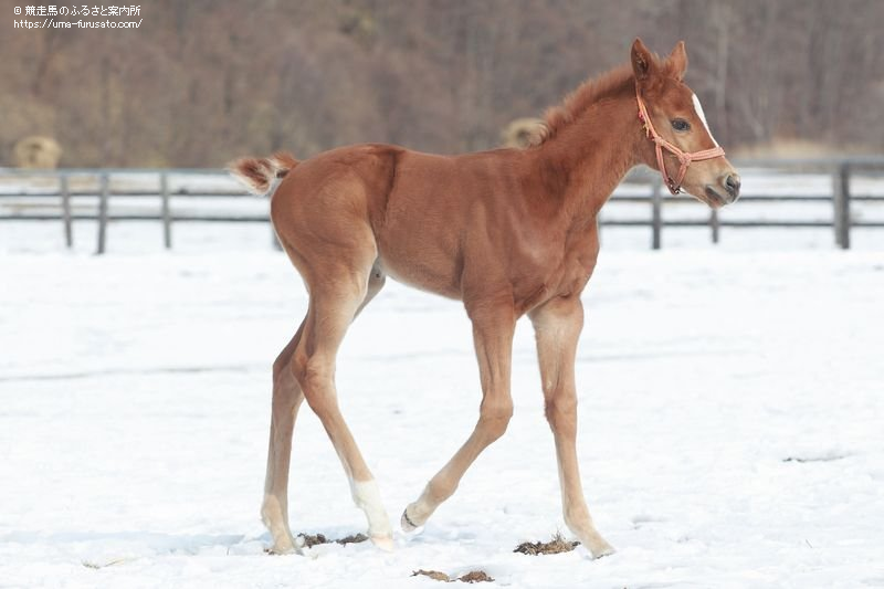 アニマルキングダムの本邦初産駒が誕生 馬産地ニュース 競走馬のふるさと案内所