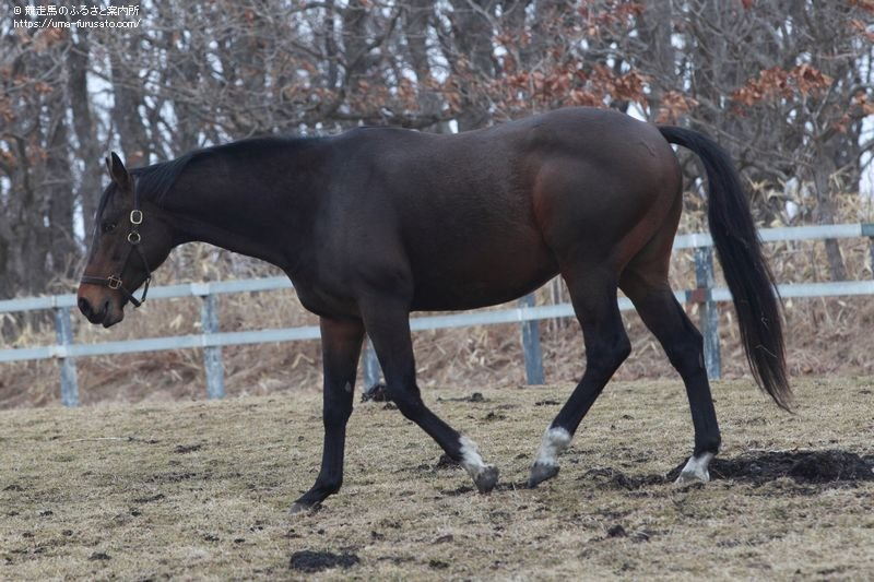 ゴールデンマンデラが白馬牧場に新入厩 馬産地ニュース 競走馬のふるさと案内所