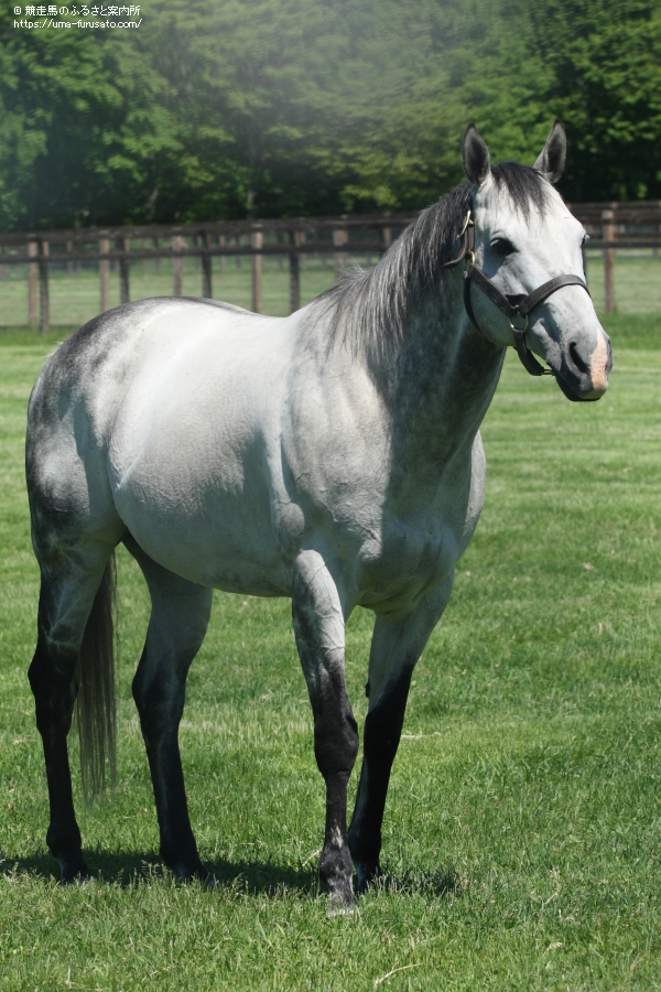 ジョーカプチーノが16年ファーストクロップサイアーjra初勝利 馬産地ニュース 競走馬のふるさと案内所