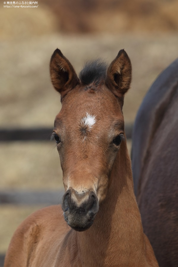 ディーマジェスティの初産駒が誕生 馬産地ニュース 競走馬のふるさと案内所