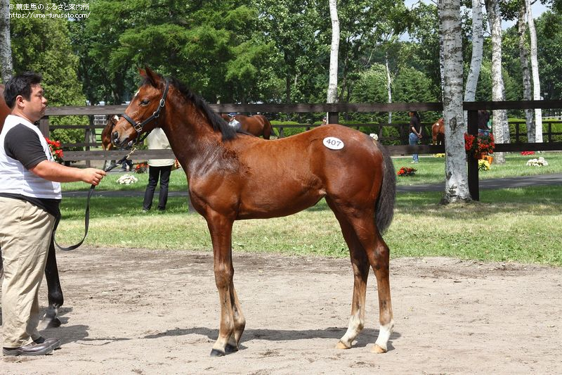 セレクトセール当歳が開催される 馬産地ニュース 競走馬のふるさと案内所