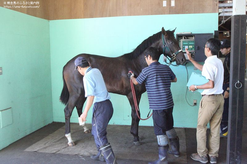 JRA日本中央競馬会がサマーセール購買馬を日高育成牧場に引き付け | 馬