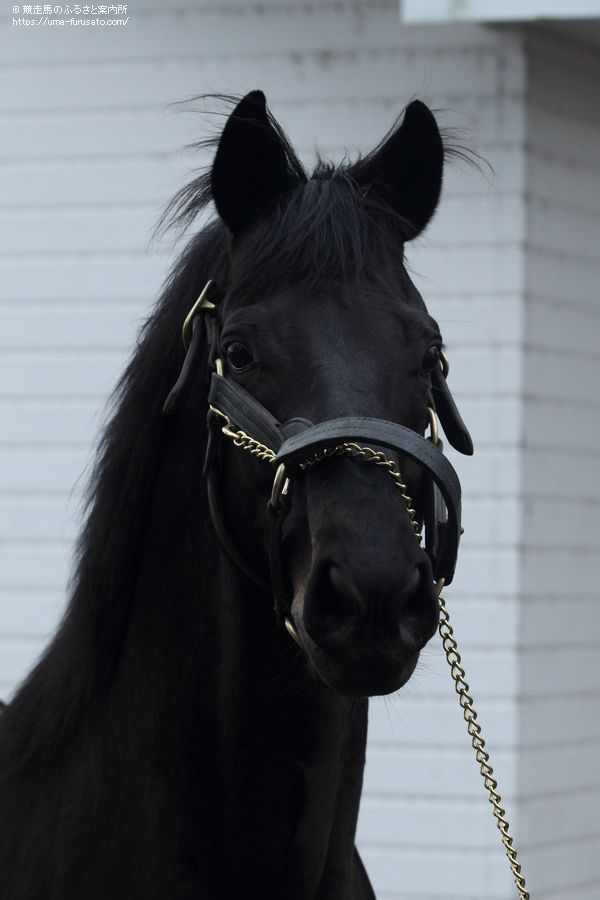 フェノーメノがレックススタッドに移動 馬産地ニュース 競走馬のふるさと案内所