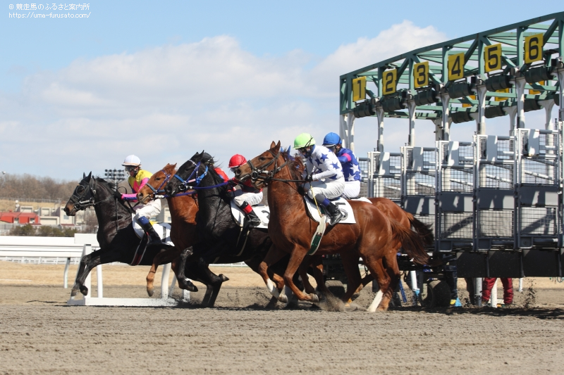 門別競馬場で能検が行われる 馬産地ニュース 競走馬のふるさと案内所