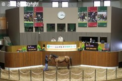 最高価格馬落札の瞬間