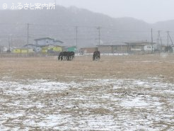 1歳馬の放牧地。すぐ向こうには住宅地が並ぶ