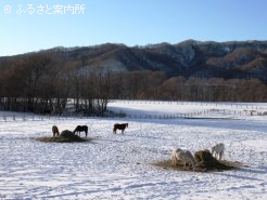 繁殖牝馬は13頭