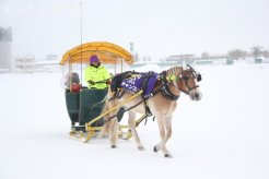 馬そりを引くチャンスは慣れたもの