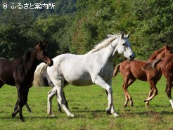 オークス4着の実績馬ラティール(芦毛)