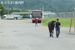 セール購買馬が移動してきたJRA日高育成牧場