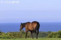[海を見て]