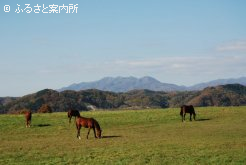 写真１　　[放牧地1]