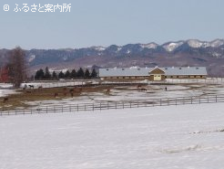 雪の上を元気に動きまわる生産馬たち