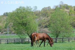 繁殖牝馬と当歳馬の放牧地