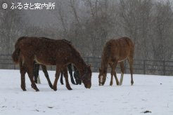 写真５　[降雪]