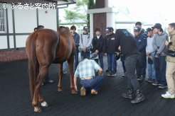 生産界のレジェンド･フォーティナイナーを生きる教材に用いて種牡馬の護蹄管理を説明