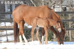 エンパイアメーカーの本邦初産駒。母は桜花賞馬キストゥヘヴンの半姉