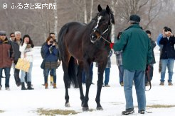 新入厩馬スペシャルウィーク