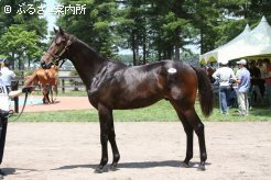 高額2位「パーシステントリーの2012」