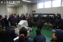 実習馬を用いてのウェットラボ