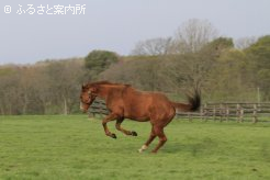 写真４  [朝の放牧]