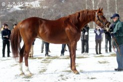 初お披露目となったロッコウオロシ