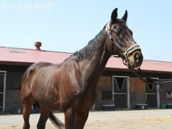 障害重賞馬サナシオン(今年5月の北海道春季馬術大会時)