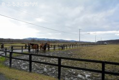 繁殖牝馬の放牧地