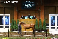 2位タイの高額落札馬グレイトサンライズの2011