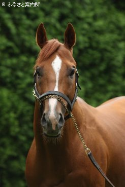 優秀な血統背景を持つ種牡馬として期待は大きい