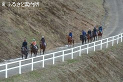 1歳馬の調教風景