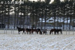 寒さもあるのか、集団行動で動き回るイヤリングの馬たち