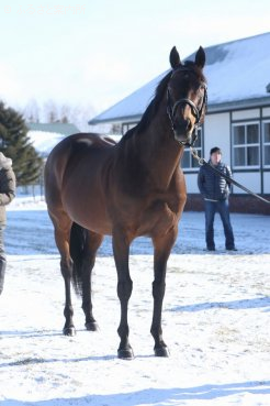 2013年ファーストシーズンサイアーチャンピオンに輝いたヨハネスブルグは充実した馬体を披露