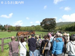 トウショウ牧場にてスイープトウショウ親子を見学～昨年のツアーより