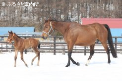 母スールドゥカノウに見守られながら雪の上を闊歩