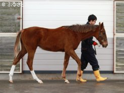 バランスのとれた好馬体をしている