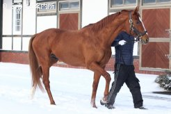 来シーズンは160頭ほどの配合を予定しているという