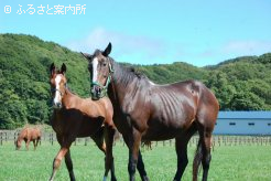 川越ファームの代表生産馬テイエムオーシャン(22歳)と、今年産んだ当歳馬(牡、父リアルスティール)