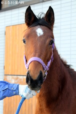 牝、父フレンチデピュティ